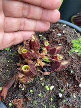 Load image into Gallery viewer, N. ampullaria x ampullaria &#39;Black Miracle&#39;
