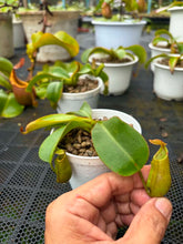 Load image into Gallery viewer, N. veitchii - Specimen 6
