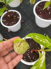 Load image into Gallery viewer, N. ampullaria &#39;Speckled Variegated&#39; - XXL Plant
