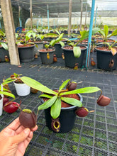 Load image into Gallery viewer, N. ampullaria -  Specimen 34

