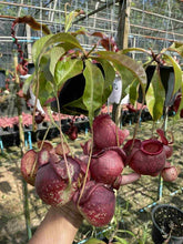 Load image into Gallery viewer, N. viking x ampullaria &#39;Speckled&#39; - Specimen 3
