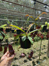 Load image into Gallery viewer, N. kampotiana x (lowii x campanulata) - Specimen 1
