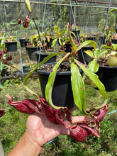 Load image into Gallery viewer, N. mirabilis var &#39;Trang-Bizarre&#39; x ampullaria &#39;Black Miracle&#39; - Specimen 2
