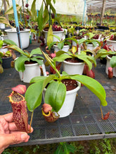 Load image into Gallery viewer, N.campanulata x (boschiana x veitchii)
