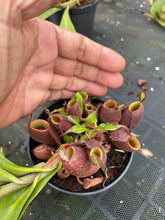 Load image into Gallery viewer, N. ampullaria - Specimen 2 - XL
