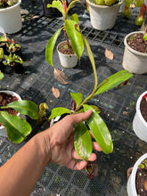 Load image into Gallery viewer, N. ampullaria &#39;Super Black Variegated&#39;

