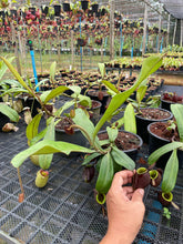 Load image into Gallery viewer, N. ampullaria &#39;Rainbow Lips&#39; - Specimen 1
