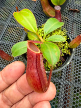 Load image into Gallery viewer, N.(maxima x (boschiana x veitchii)) x veitchii - Wholesale Lot of 10
