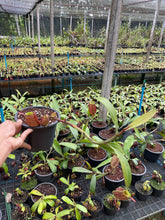 Load image into Gallery viewer, N. ampullaria &#39;Tricolor&#39; - Specimen 1
