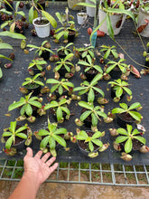 Load image into Gallery viewer, N. (viking x Hookeriana) x ampullaria - Wholesale Lots of 10 Plants
