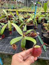 Load image into Gallery viewer, N. ampullaria &#39;Tricolor&#39; - Specimen 2
