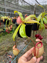 Load image into Gallery viewer, N. (mirabilis &#39;Trang-Bizarre&#39; x northiana) x (viking x ampullaria)

