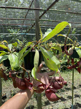 Load image into Gallery viewer, N. mirabilis &#39;Trang-Bizarre&#39; x ampullaria &#39;Black Miracle&#39; - Specimen 1
