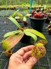 Load image into Gallery viewer, N. ampullaria -  Specimen 31
