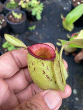 Load image into Gallery viewer, N. ampullaria &#39;Speckled Hot Lips&#39; - Wholesale Lots of 10 XL Plants
