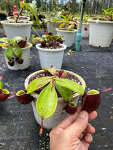 Load image into Gallery viewer, N. ampullaria &#39;Rainbow Lips&#39; - XL Plant - Specimen 3
