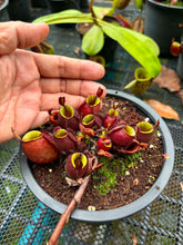 Load image into Gallery viewer, N. ampullaria -  Specimen 32
