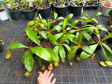 Load image into Gallery viewer, N.bicalcarata x ampullaria - Wholesale Lot of 15

