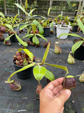 Load image into Gallery viewer, N. ampullaria - Specimen 1 - XL
