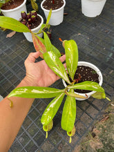 Load image into Gallery viewer, N. ampullaria &#39;Speckled Variegated&#39; - XXL Plant
