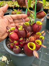 Load image into Gallery viewer, N. ampullaria - XL Vining Specimen
