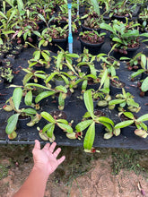 Load image into Gallery viewer, N. ampullaria &#39;Speckled Hot Lips&#39; - Wholesale Lots of 10 XL Plants
