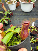 Load image into Gallery viewer, N.(maxima x (boschiana x veitchii)) x veitchii - Wholesale Lot of 10
