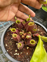 Load image into Gallery viewer, N. ampullaria x ampullaria &#39;Black Miracle&#39; - Specimen 3
