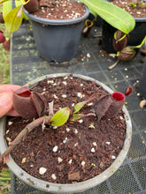Load image into Gallery viewer, N. ampullaria &#39;Tricolor&#39; - Specimen 3
