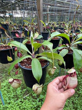 Load image into Gallery viewer, N. rafflesiana &#39;Nivea&#39; x (viking x ampullaria) - Wholesale Opportunity - XL Plants
