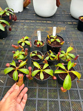Load image into Gallery viewer, N.(maxima x (boschiana x veitchii)) x veitchii - Wholesale Lot of 10
