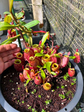 Load image into Gallery viewer, N. ampullaria - Specimen 1
