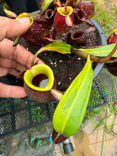 Load image into Gallery viewer, N. ampullaria - Specimen 3 - Variegated
