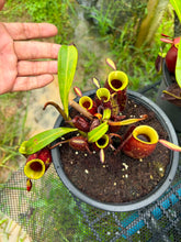 Load image into Gallery viewer, N. ampullaria - Specimen 3 - Variegated
