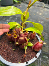 Load image into Gallery viewer, N. ampullaria - Specimen 5
