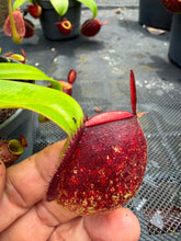 Load image into Gallery viewer, N. ampullaria - Specimen 8 - Tricolor
