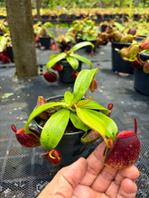 Load image into Gallery viewer, N. ampullaria - Specimen 8 - Tricolor
