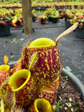 Load image into Gallery viewer, N. ampullaria - Specimen 15 - Tricolor
