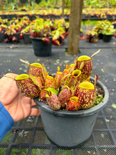 Load image into Gallery viewer, N. ampullaria - Specimen 15 - Tricolor
