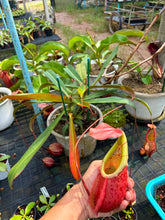 Load image into Gallery viewer, N.(thorelii x veitchii) x northiana
