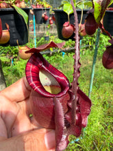 Load image into Gallery viewer, N. mirabilis var 'Trang-Bizarre) x (viking x ampullaria 'Black Miracle')
