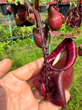 Load image into Gallery viewer, N. mirabilis var 'Trang-Bizarre) x (viking x ampullaria 'Black Miracle')
