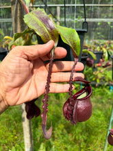 Load image into Gallery viewer, N. mirabilis var 'Trang-Bizarre) x (viking x ampullaria 'Black Miracle')
