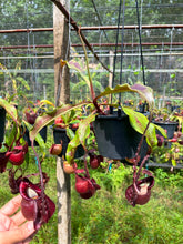 Load image into Gallery viewer, N. mirabilis var 'Trang-Bizarre) x (viking x ampullaria 'Black Miracle')
