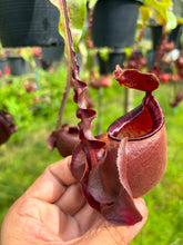 Load image into Gallery viewer, N. Hookeriana x ((mirabilis var 'Trang-Bizarre) x (viking x ampullaria 'Black Miracle'))
