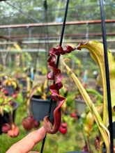 Load image into Gallery viewer, N. Hookeriana x ((mirabilis var 'Trang-Bizarre) x (viking x ampullaria 'Black Miracle')) - Specimen 2
