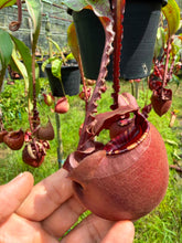 Load image into Gallery viewer, N. Hookeriana x ((mirabilis var 'Trang-Bizarre) x (viking x ampullaria 'Black Miracle')) - Specimen 3

