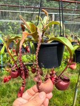 Load image into Gallery viewer, N. Hookeriana x ((mirabilis var 'Trang-Bizarre) x (viking x ampullaria 'Black Miracle')) - Specimen 3
