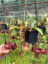 Load image into Gallery viewer, N. Hookeriana x ((mirabilis var 'Trang-Bizarre) x (viking x ampullaria 'Black Miracle')) - Specimen 3

