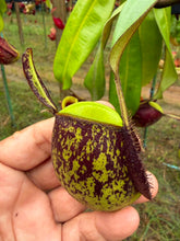 Load image into Gallery viewer, N. ampullaria - Specimen 21
